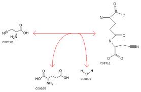 Gamma-glutamyl transpeptidase