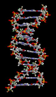 Deoxyribonucleic acid