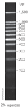 100bp DNA Ladder I