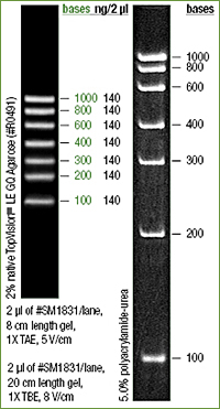 RiboRuler Low range RNA Ladder
