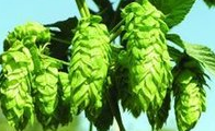Hops flower extract